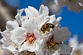 Almond trees in bloom, Provence - France