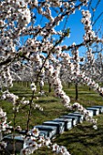 Almond trees in bloom and hives in Venasque - Provence - France