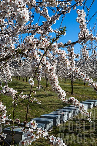 Almond_trees_in_bloom_and_hives_in_Venasque__Provence__France