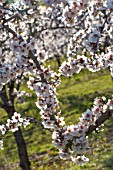 Orchards of blooming almond trees, Venasque, Provence, France