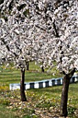 Orchards of blooming almond trees, Venasque, Provence, France