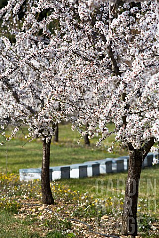 Orchards_of_blooming_almond_trees_Venasque_Provence_France