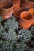 Planting of Lavenders in a garden in Provence - France