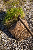 Division of Asparagus in Provence - France