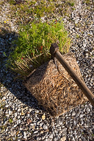 Division_of_Asparagus_in_Provence__France