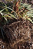 Division of Chlorophytum (spider plant) in Provence - France