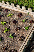 Young lettuces in a square foot kitchen garden  Provence  France