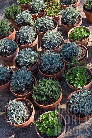 Aromatic_plants_in_pot__Provence__France