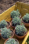 Various young Lavandula in a garden in Provence - France