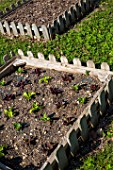 Young lettuces in a square foot kitchen garden  Provence  France