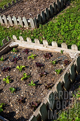 Young_lettuces_in_a_square_foot_kitchen_garden__Provence__France