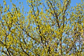 Quercus humilis branches in Spring  France