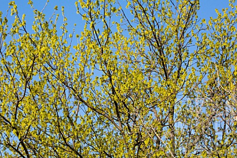 Quercus_humilis_branches_in_Spring__France