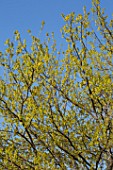 Quercus humilis branches in Spring  France