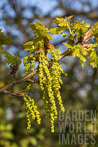 Quercus_humilis_catkins_in_Spring__France