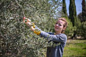 Young woman with an olive tree in a garden