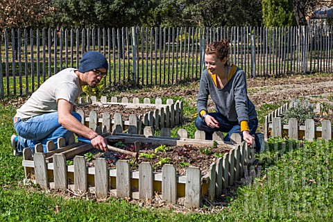 Young_couple_planting_salads_in_a_kitchen_garden