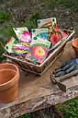 Plantation of Dahlias and bulbs in a garden in Provence - France