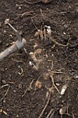 Planting Dahlias and various bulbs in a garden in Provence - France