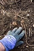 Planting Dahlias and various bulbs in a garden in Provence - France