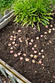 Plantating Gladiolas in a garden in Provence - France