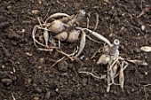 Planting Dahlias in a garden in Provence - France