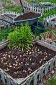 Planting Dahlias and various bulbs in a garden in Provence - France