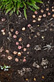 Planting Dahlias and various bulbs in a garden in Provence - France