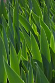 Iris foliage in a garden - France