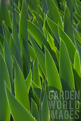 Iris_foliage_in_a_garden__France
