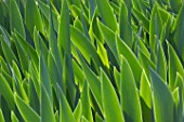 Iris foliage in a garden - France