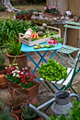 Pring vegetables on a garden terrace: carrots  aspargus  radish  artichokes  salad  peas  snow peas - France