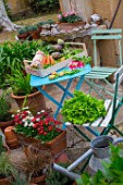 Vegetables on a garden terrace: carrots  asparagus  radish  artichokes  salad  peas  snow peas - France