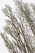 Populus buds in Provence - France