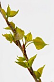 Populus buds in Provence - France