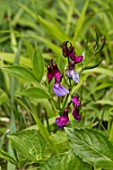 Lathyrus vernus flower. Allindelille Fredskov, Denmark in May