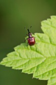 Apple Fruit Weevil (Tatianaerhynchites aequatus), Denmark in June