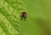 Apple Fruit Weevil (Tatianaerhynchites aequatus), Denmark in June