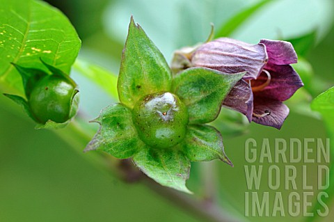 BAtropa_belladonna_flower_and_fruit_before_maturity_toxic_to_humans__medieval_garden_Ferrette__Alsac