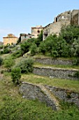 Terraced gardens in an old village, Lama, Corsica, France