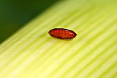 Pupa of leafminer Leek (Phytomyza gymnostoma or Napomyza gymnostoma), harvested in January in the garden , Belfort, France