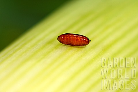 Pupa_of_leafminer_Leek_Phytomyza_gymnostoma_or_Napomyza_gymnostoma_harvested_in_January_in_the_garde