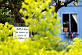 Isatis tinctoria, panel with citation and cabin, in, medieval garden , Saint-Valery-sur-Somme , Picardy, France