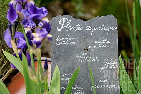 Aquatic_plants_Iris_and_slate_writing_in_French_in_medieval_garden__SaintValerysurSomme__Picardy_Fra