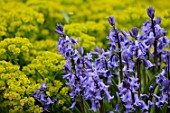 Hyacinthoides non-scripta and Euphorbia in medieval garden, Saint-Valery-sur-Somme , Picardy, France