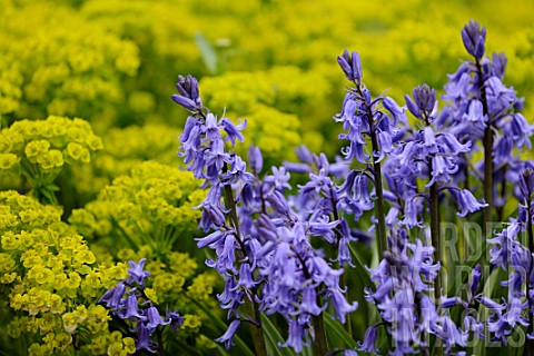 Hyacinthoides_nonscripta_and_Euphorbia_in_medieval_garden_SaintValerysurSomme__Picardy_France