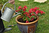 Feeding of a Azalea japonica