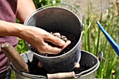 Preparation and planting in a wooden container