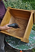 Preparation and planting in a wooden container