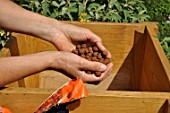 Preparation and planting in a wooden container